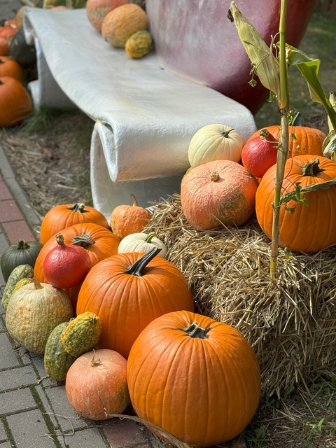 Dyniowa Farma startuje 20 września w Nowej Holandii zdjęcie nr 336826