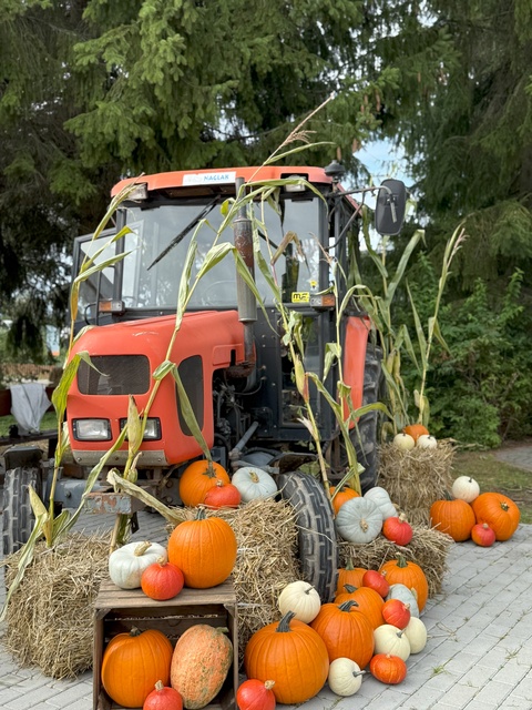 Dyniowa Farma startuje 20 września w Nowej Holandii zdjęcie nr 336825