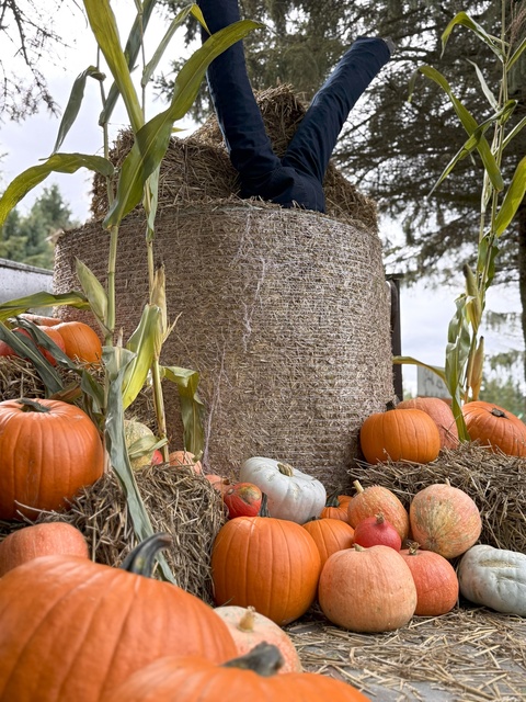 Dyniowa Farma startuje 20 września w Nowej Holandii zdjęcie nr 336832