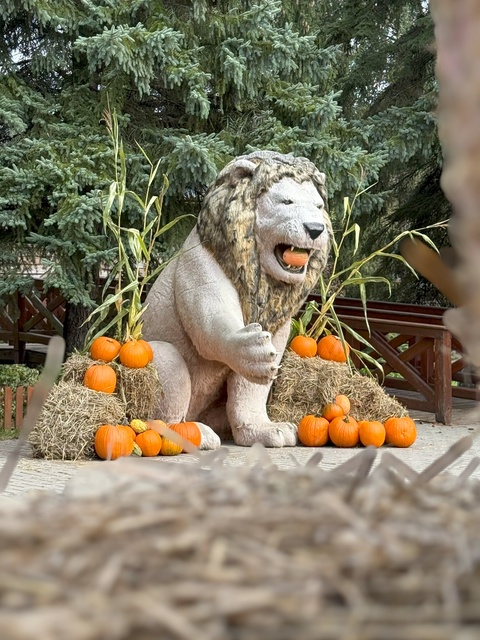 Dyniowa Farma startuje 20 września w Nowej Holandii zdjęcie nr 336828