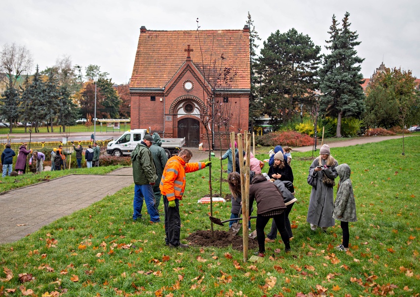 Śliwy, wiśnie i kasztanowce w parku Traugutta zdjęcie nr 338355 Śliwy, wiśnie i kasztanowce w parku Traugutta zdjęcie nr 338355