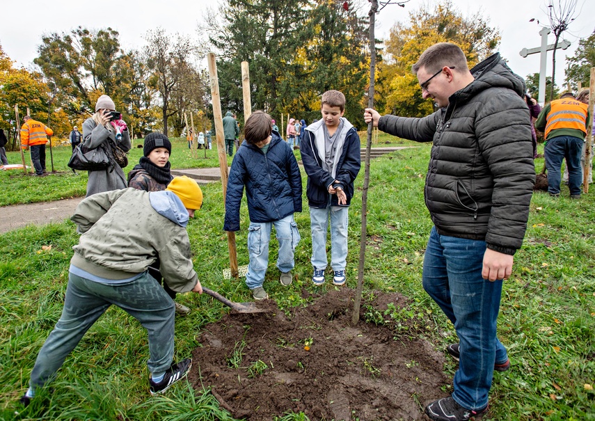 Śliwy, wiśnie i kasztanowce w parku Traugutta zdjęcie nr 338347 Śliwy, wiśnie i kasztanowce w parku Traugutta zdjęcie nr 338347