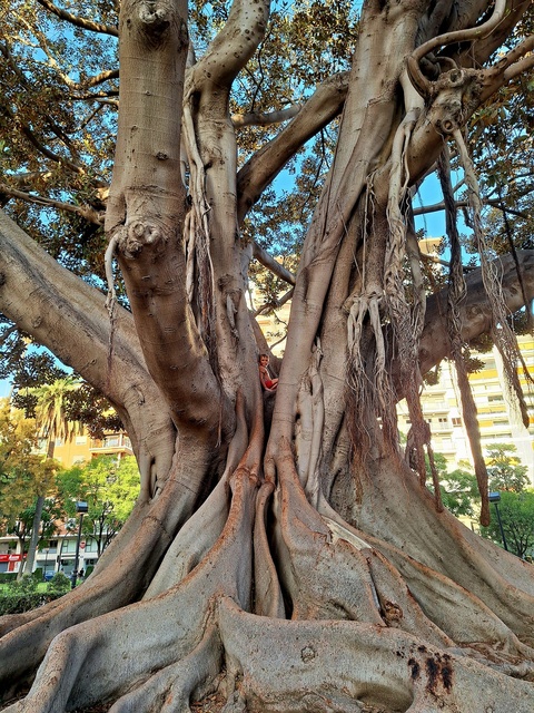 W koronie potężnego figowca