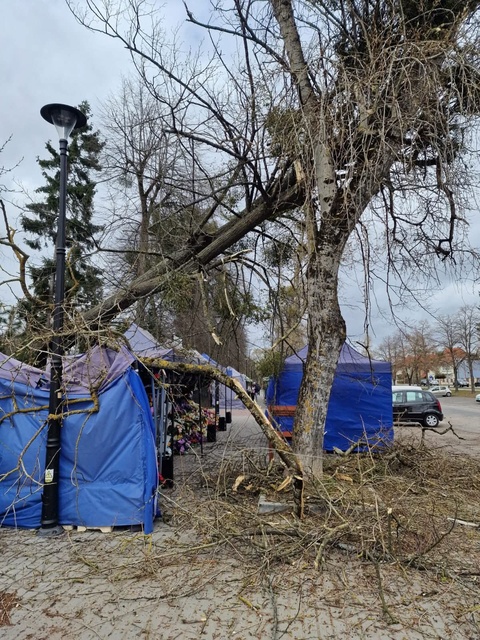 Silny wiatr dał się we znaki  zdjęcie nr 345873