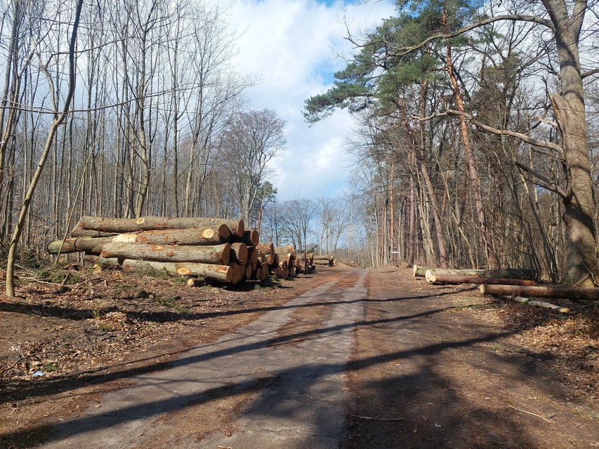 Czytelnik: szlak do plaży bez drzew zdjęcie nr 346020