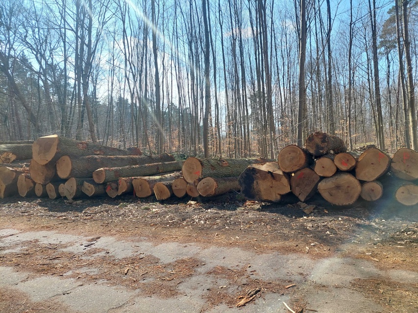 Czytelnik: szlak do plaży bez drzew zdjęcie nr 346021