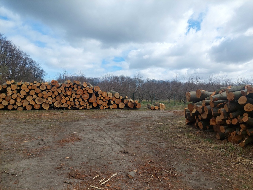 Czytelnik: szlak do plaży bez drzew zdjęcie nr 346026