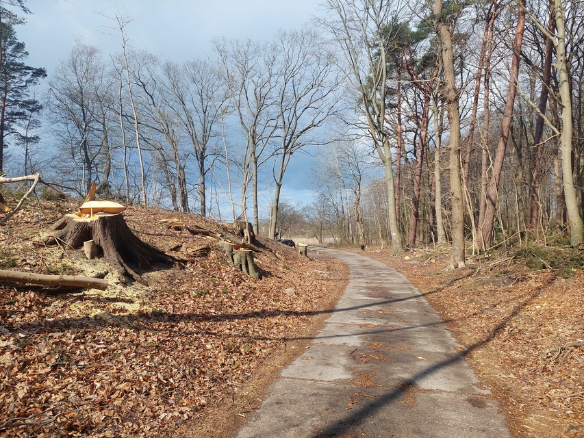 Czytelnik: szlak do plaży bez drzew zdjęcie nr 346023