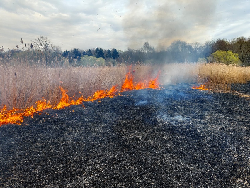 Kolejny pożar trzcinowiska zdjęcie nr 346078