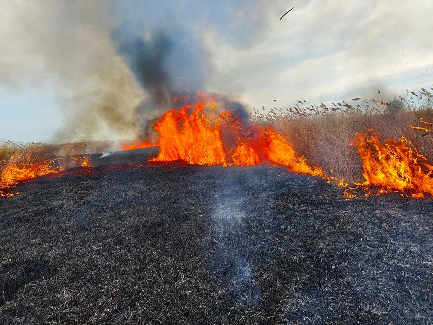 Kolejny pożar trzcinowiska zdjęcie nr 346075