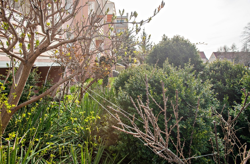 Mieszkańcy: Pielęgnowaliśmy to trzydzieści lat, teraz spółdzielnia każe wszystko usunąć zdjęcie nr 346330