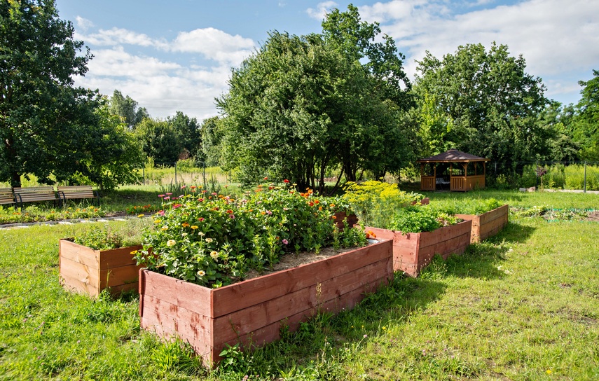 ogród społeczny zdjęcie nr 351791
