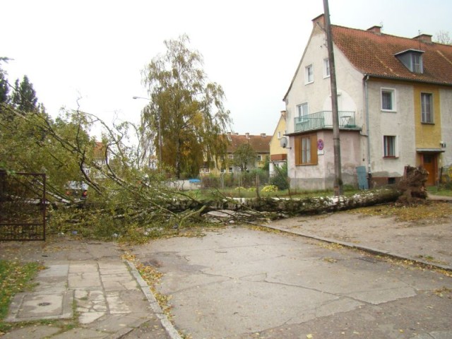 Elbląg Drzewo przewróciło się na Słowackiego
