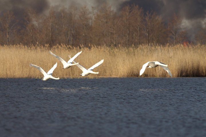 Elbląg Pożar nad jeziorem