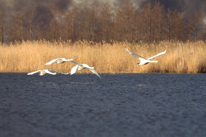 Pożar nad jeziorem zdjęcie nr 34186