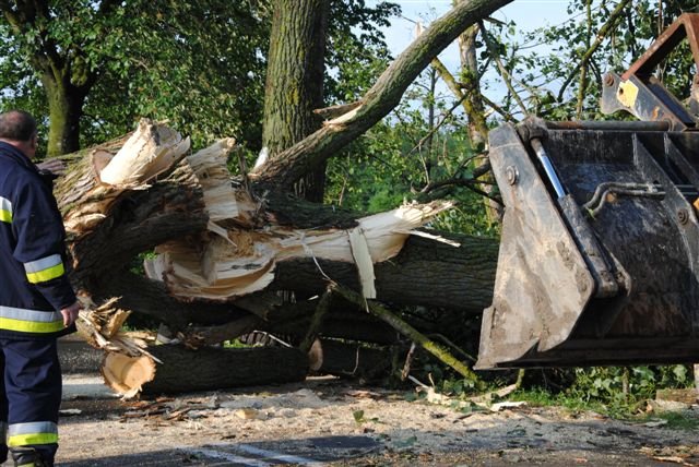 Drzewo na drodze zdjęcie nr 36265