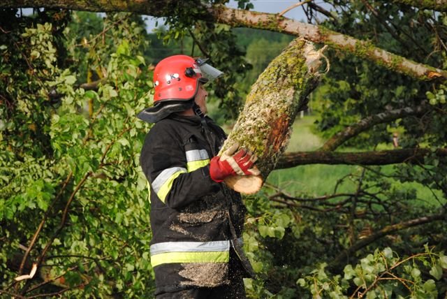 Drzewo na drodze zdjęcie nr 36261