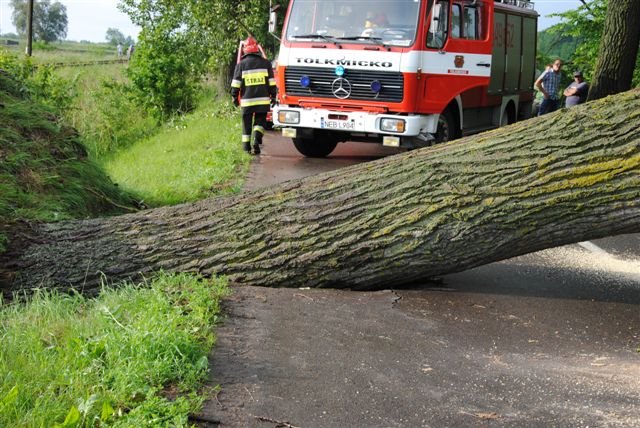 Drzewo na drodze zdjęcie nr 36262