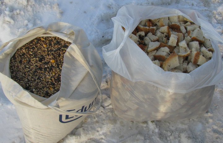 Latem dokarmiane, zimą skazane na głód! zdjęcie nr 41781