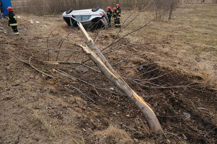 Laguną ścięła drzewo zdjęcie nr 43102