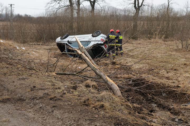 Elbląg Laguną ścięła drzewo