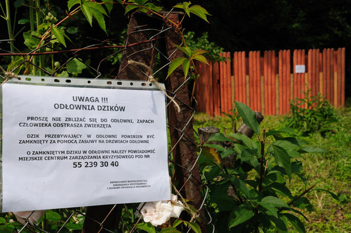 Elbląg Pierwsza odłownia dzików w Elblągu