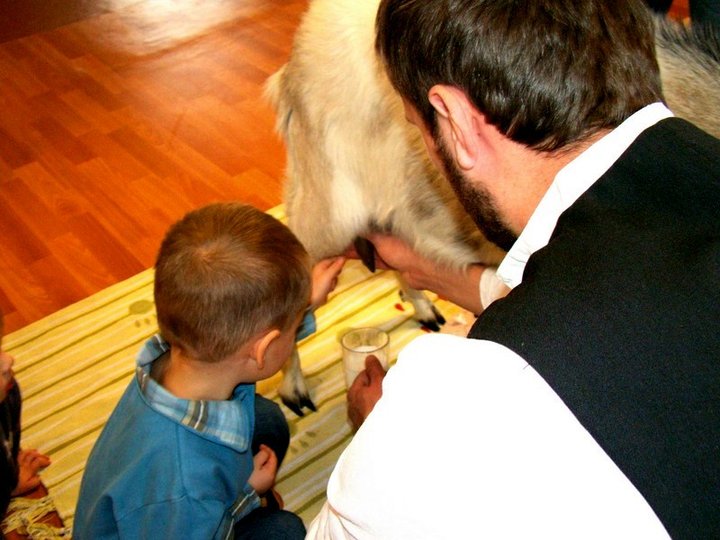 Jak się doi kozę? Już wiemy!