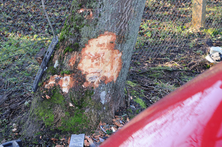 Kazimierzowo: kia na drzewie zdjęcie nr 51407