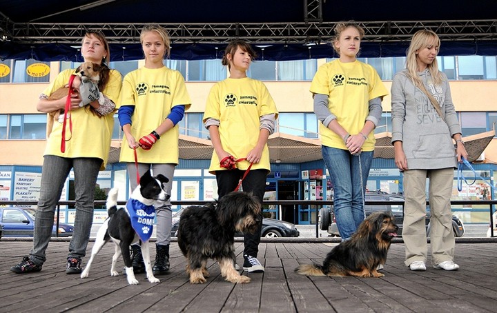 Nasi czworonożni przyjaciele zdjęcie nr 61042