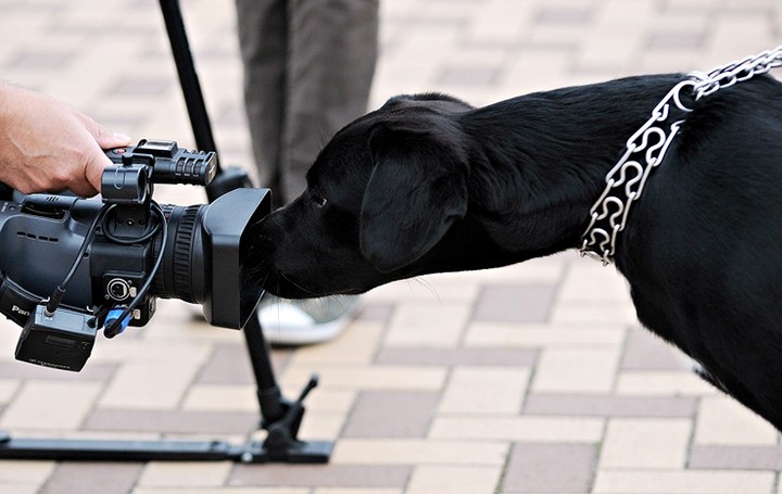 Nasi czworonożni przyjaciele zdjęcie nr 61045
