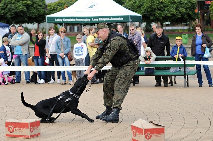 Nasi czworonożni przyjaciele zdjęcie nr 61052