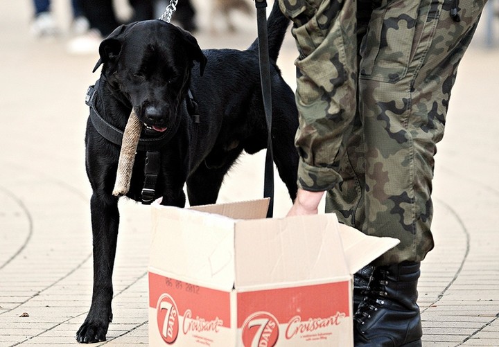 Nasi czworonożni przyjaciele zdjęcie nr 61053