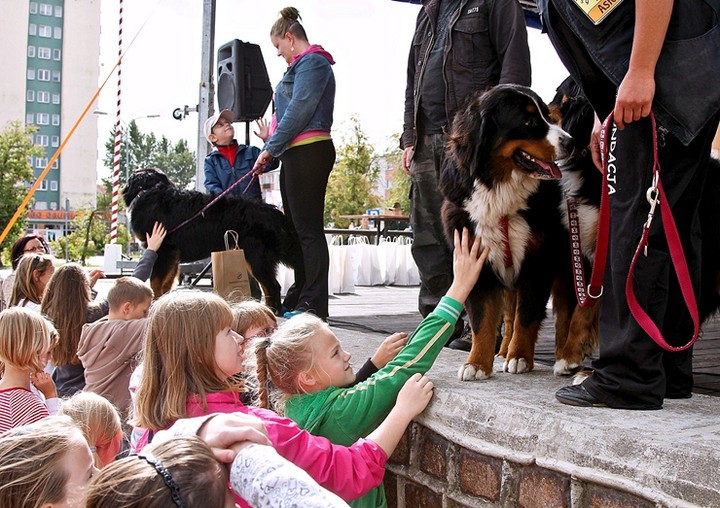 Nasi czworonożni przyjaciele zdjęcie nr 61057