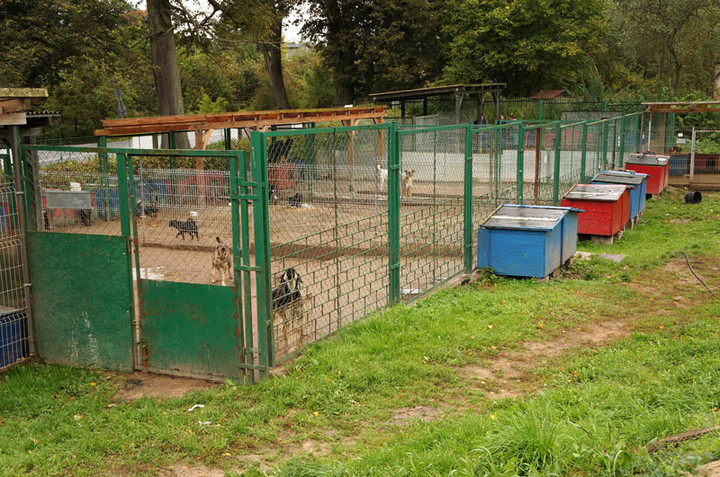 Dzień Otwarty w schronisku dla zwierząt zdjęcie nr 61866