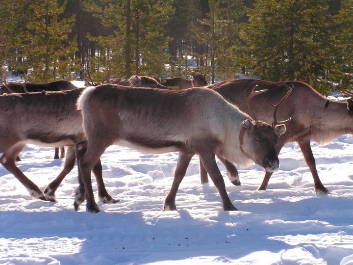 ZSIŚiU w krainie reniferów zdjęcie nr 67999