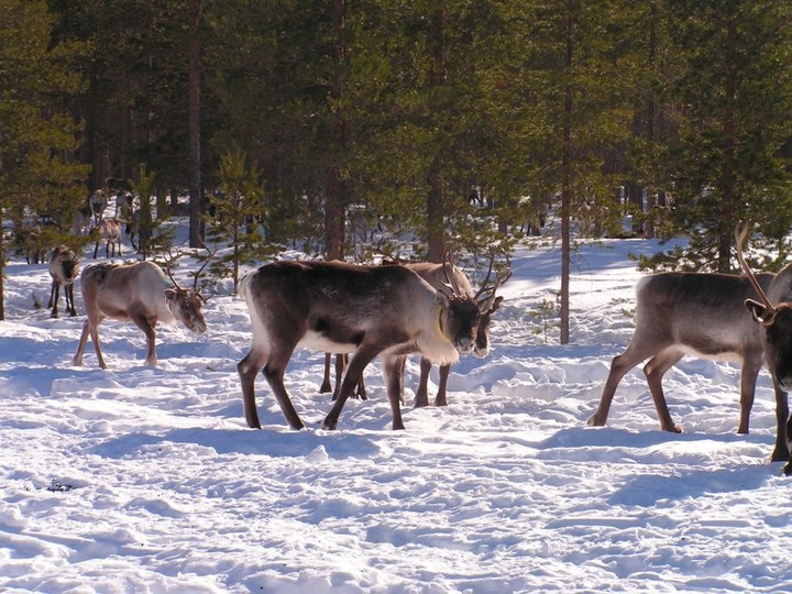 ZSIŚiU w krainie reniferów zdjęcie nr 67998