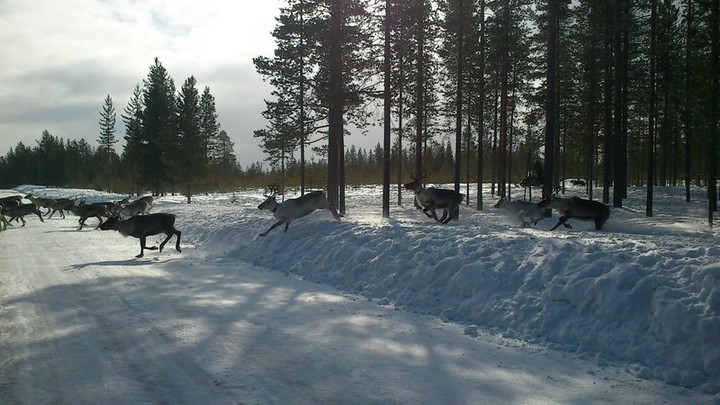 ZSIŚiU w krainie reniferów zdjęcie nr 67992