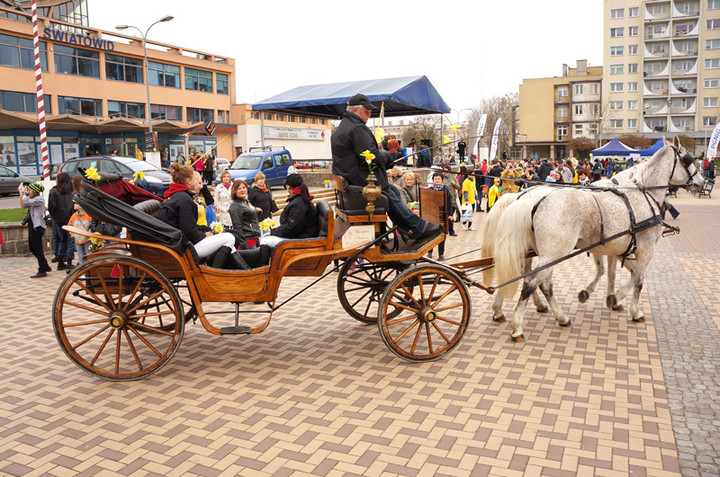 Żonkilowe Pola Nadziei zdjęcie nr 68787