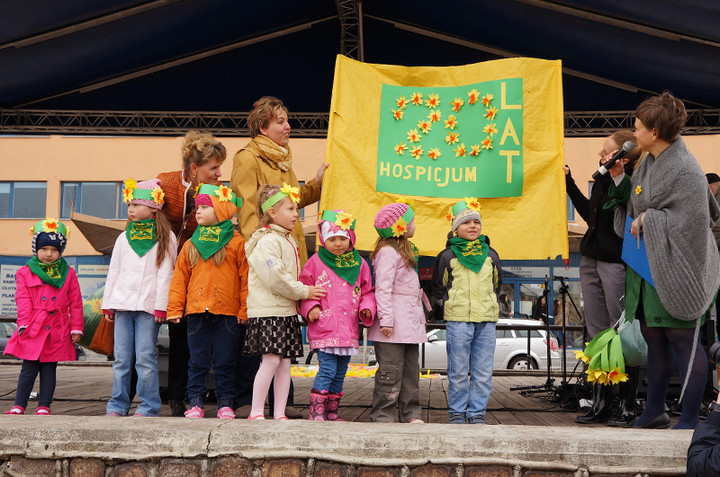 Żonkilowe Pola Nadziei zdjęcie nr 68785