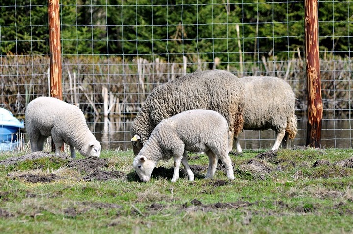 Lew Gigant i inne atrakcje zdjęcie nr 69056
