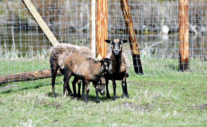 Lew Gigant i inne atrakcje zdjęcie nr 69058