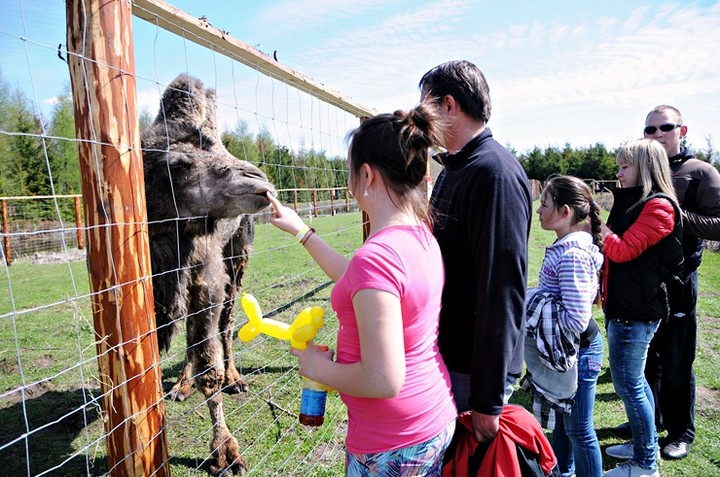 Lew Gigant i inne atrakcje zdjęcie nr 69057