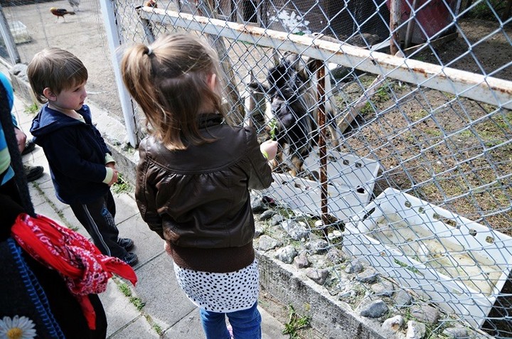 Lew Gigant i inne atrakcje zdjęcie nr 69064