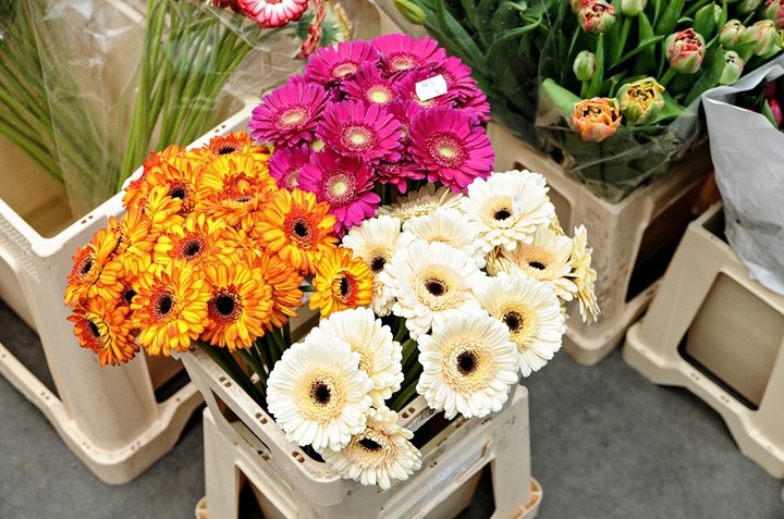 Piękno pachnące kwiatami zdjęcie nr 79771