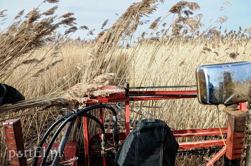 Jest już zimno? Zatem czas kosić trzcinę zdjęcie nr 82255