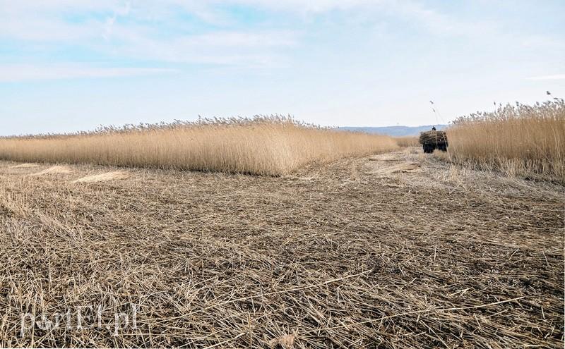 Jest już zimno? Zatem czas kosić trzcinę zdjęcie nr 82268