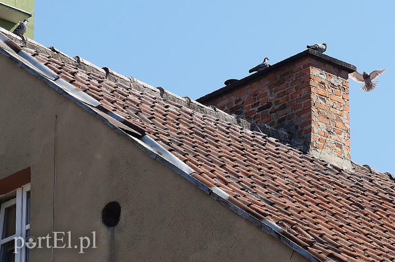 Gołębie, robactwo, pleśń i smród zdjęcie nr 88081