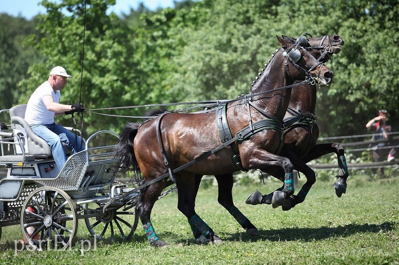 Piknik Zaprzęgowy w Piastowie zdjęcie nr 88716