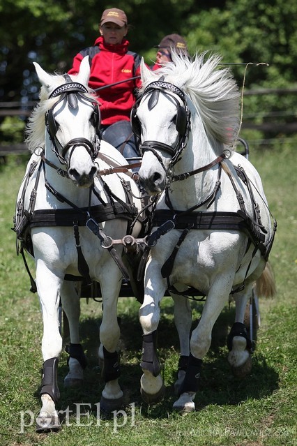 Piknik Zaprzęgowy w Piastowie zdjęcie nr 88714