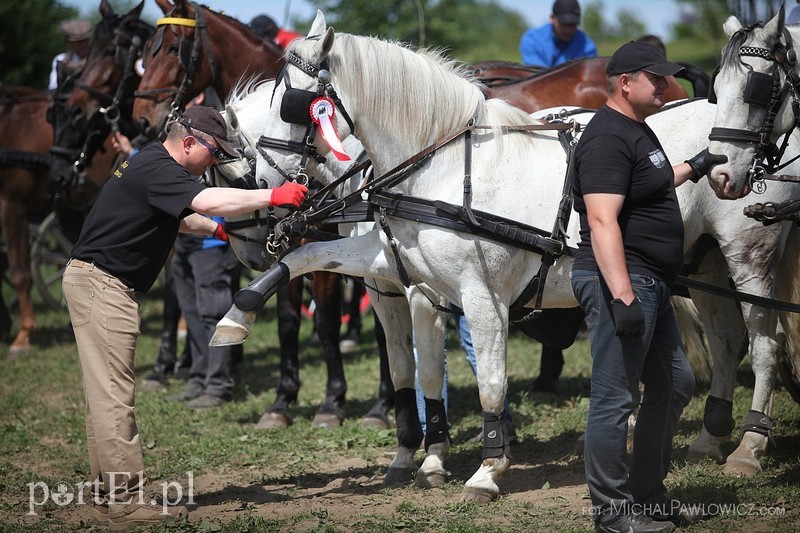 Piknik Zaprzęgowy w Piastowie zdjęcie nr 88726